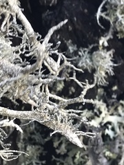 Lethariella intricata