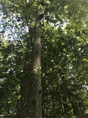 Litylenchus crenatae