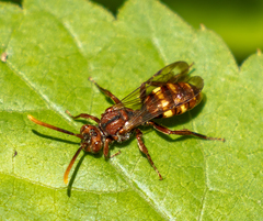 Nomada xanthura