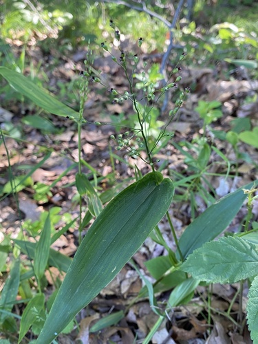 broadleaf rosette grass (Dichanthelium latifolium)