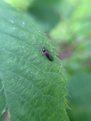 Melanotus americanus