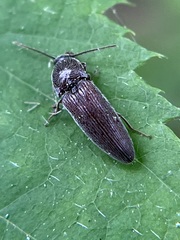 Melanotus americanus