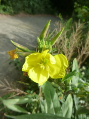 Oenothera