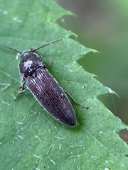 Melanotus americanus