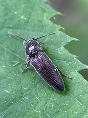 Melanotus americanus