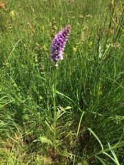 Dactylorhiza × grandis