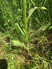 Dactylorhiza × grandis