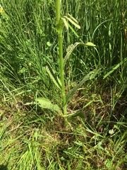 Dactylorhiza × grandis