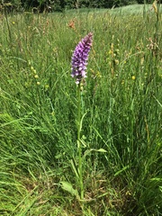 Dactylorhiza × grandis