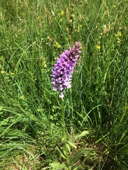 Dactylorhiza × grandis