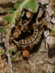 Callopistria latreillei