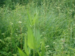 Dipsacus fullonum