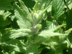 Pulicaria dysenterica