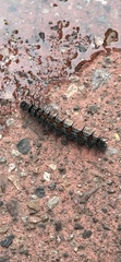 Nymphalis antiopa