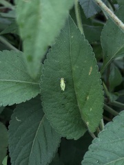 Chlorogonalia