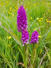 Dactylorhiza purpurella