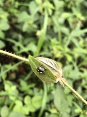 Zygogramma piceicollis