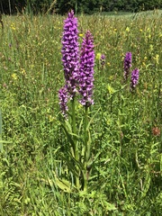 Dactylorhiza × kerneriorum