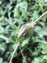 Zygogramma piceicollis