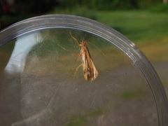 Limnephilus ornatus