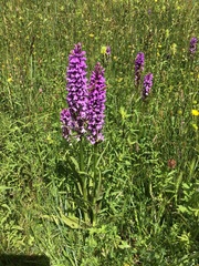 Dactylorhiza × kerneriorum