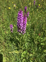 Dactylorhiza × kerneriorum