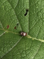 Zygogramma piceicollis