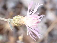 Centaurea paniculata