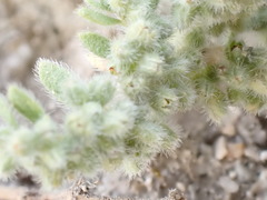 Herniaria incana