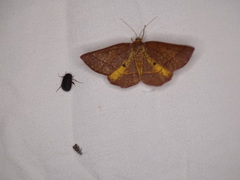 Metarranthis obfirmaria