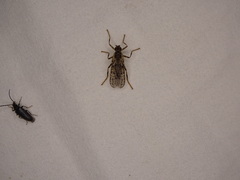 Boreothrinax maculipennis