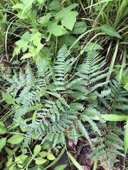Pteridium esculentum