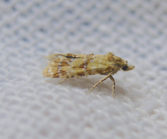 Aethes williana