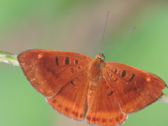 Synargis tytia