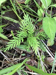 Senecio bipinnatisectus