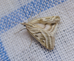 Loxostege aeruginalis