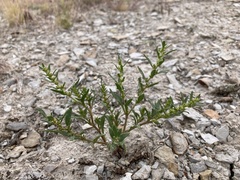 Blitum nuttallianum