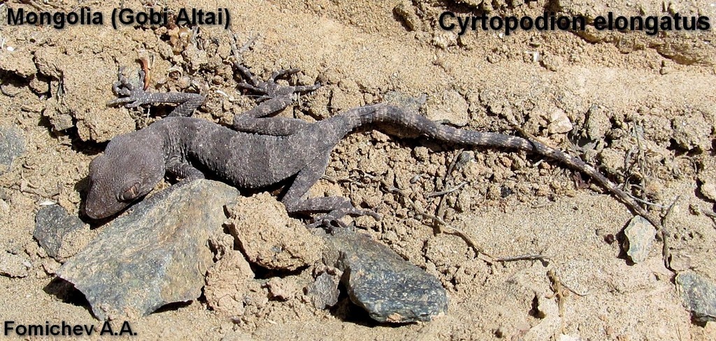 Yangihissar Gecko