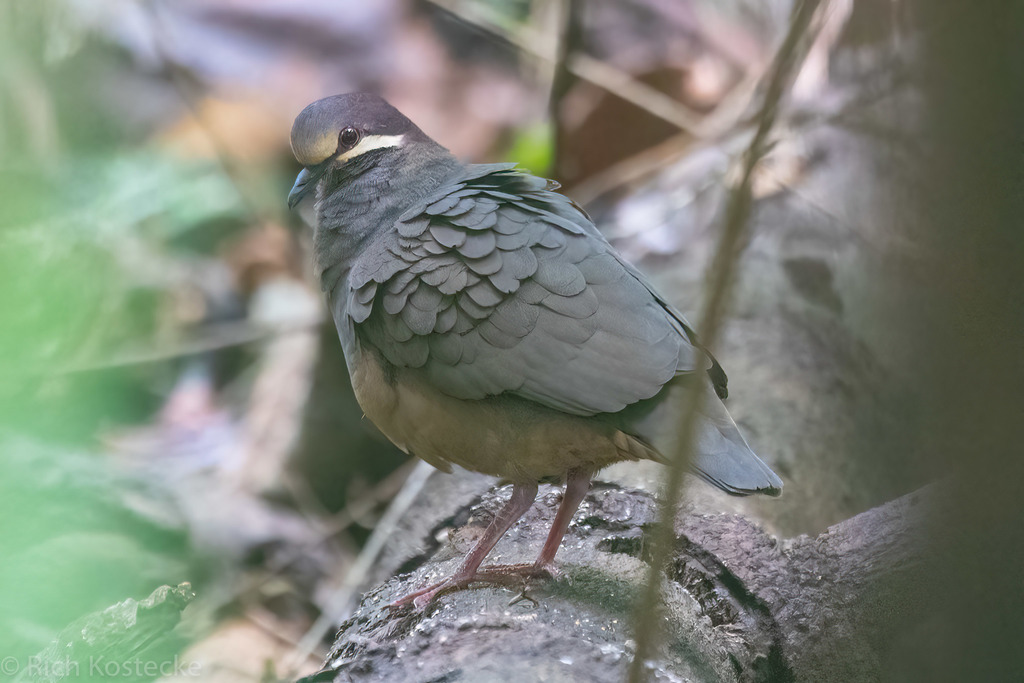 Olive-backed Quail-Dove (Leptotrygon veraguensis) photo
