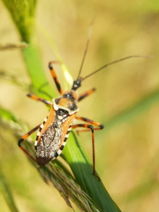Rhynocoris punctiventris