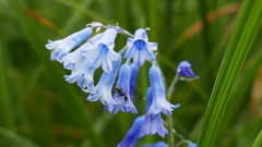 Brimeura amethystina