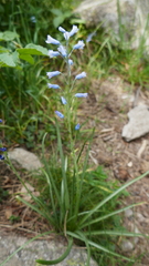 Brimeura amethystina