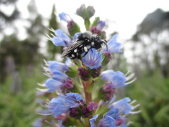 Melecta curvispina