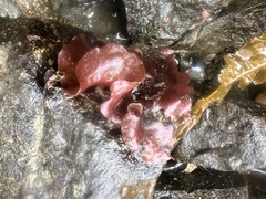 Turnerella mertensiana