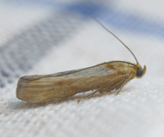 Pterothrixidia rufella