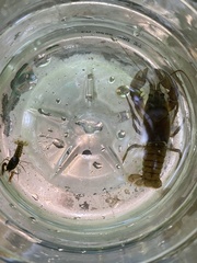 Cambarus carinirostris