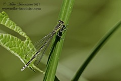 Enallagma antennatum
