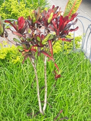 Codiaeum variegatum