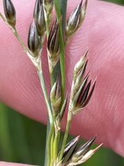Juncus balticus montanus