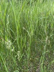 Juncus balticus montanus